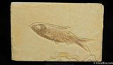 Prepare Your Own Fossil Fish Kit (A Grade) #722-3